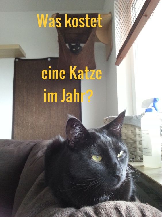 Katzen