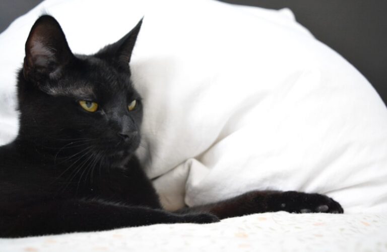 Fremde Katze Miaut Vor Der Tür Hilfe, meine Katze miaut nachts vor der Tür! - Wohnungskater.de