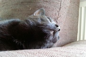 Schnurrende Katze Archive Wohnungskater De