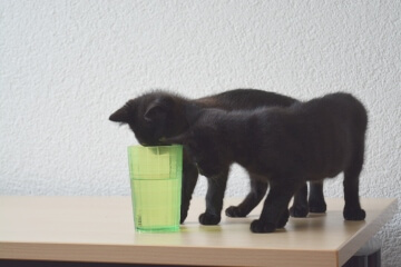 Katzen trinken Wasser