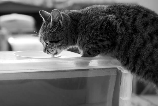Katze trinkt Katzenmilch aus einer Schale