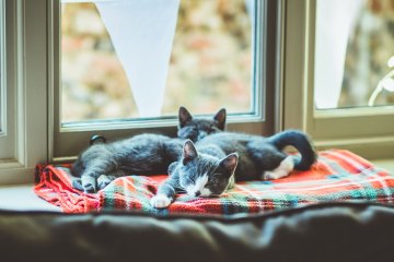 Katzen auf Schlafplatz am Fenster
