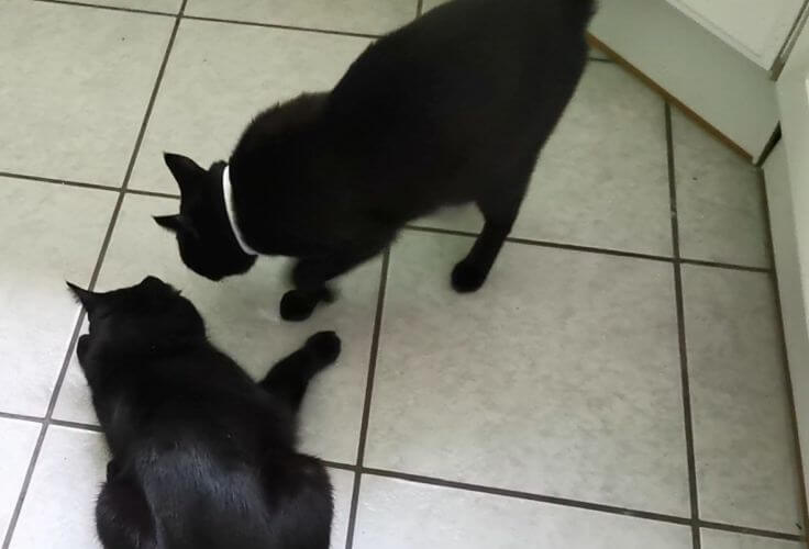 Zwei Katzen reagieren auf Halsband