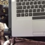Katze unter Laptop