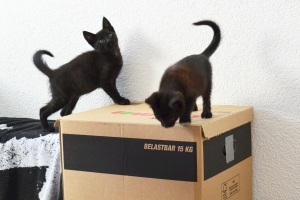 Katzen auf einem Karton
