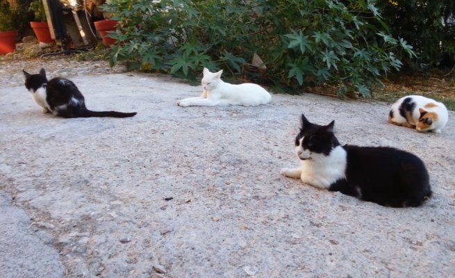 Katzen sitzen in Rhodos zusammen