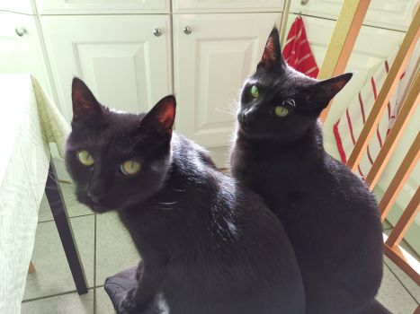 Zwei schwarzen Katzen gemeinsam auf einem Stuhl sitzend.