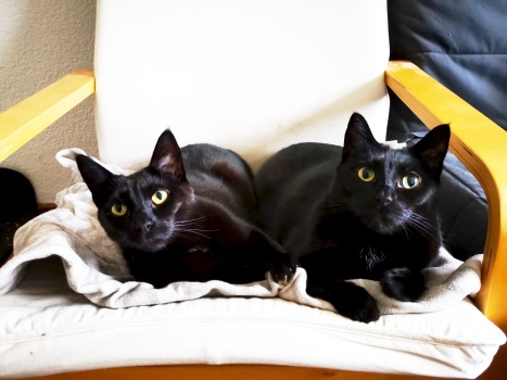 Zwei schwarze Katzen auf einem Ikeastuhl